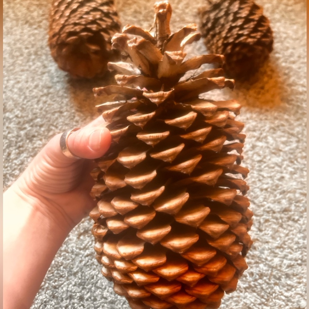 Large pine cones - Picture 2 of 2